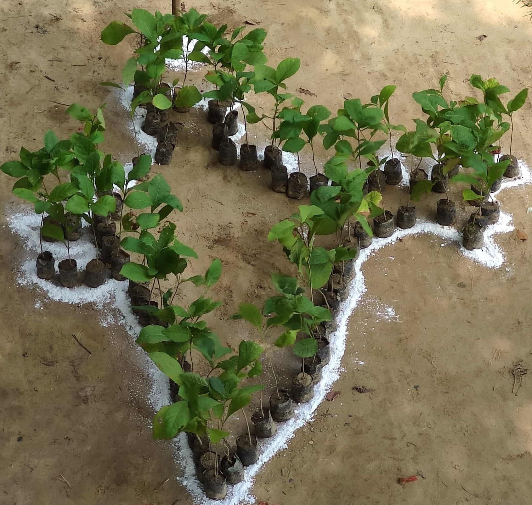 Growing a greener community